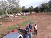 Primer periodo de vacunación 2021 contra la fiebre aftosa y brucelosis en las estancias comunitarias