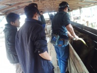 Utilizan ecografía para control de preñez en La Huerta