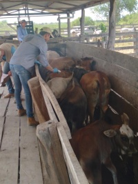 Culmina campaña de vacunación anti-aftosa en las estancias comunitarias