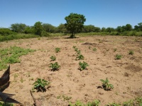 Día del medio ambiente; una perspectiva bíblica