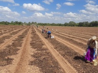 Cosecha de maní en Campo Largo