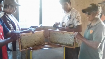 Cosecha de miel en Monte Palmeras