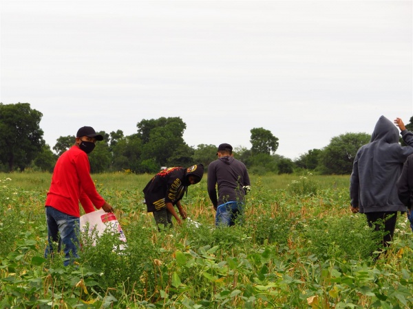 Cosecha de poroto en el CEIYS