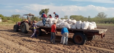 Realizan cosecha de cebollas en La Princesa