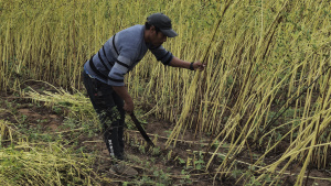 Cosecha de Sésamo en la comunidad indígena